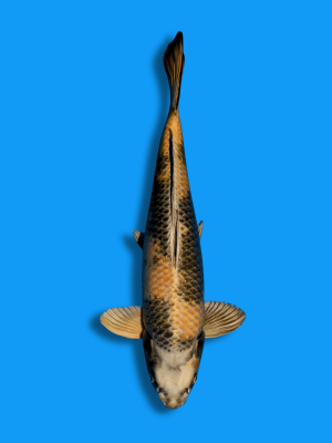 Kin Ki Utsuri kaufen | Koi&Co.